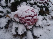 zima_v_Bahoriston (3)