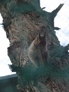 mir_ptic (11)
