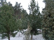 zima_v_Bahoriston (10)